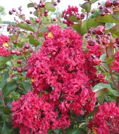 Crape Myrtle Dynamite®